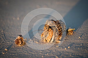 Hermit crabs