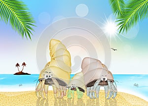 Hermit crabs on the beach