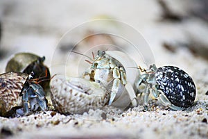 Hermit crabs on the beach