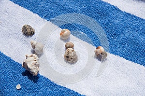 Hermit Crabs on Beach Towel