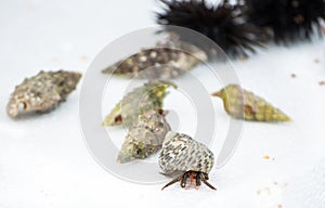 Hermit crabs and black sea urchins