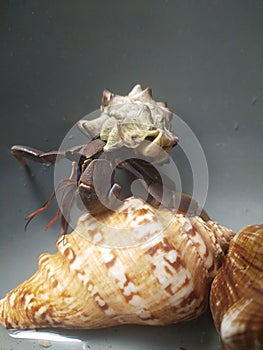 Hermit crabs or coenobita violascens with a unique shell