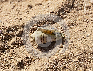 Hermit crabs decapod crustaceans of the superfamily Paguroidea.