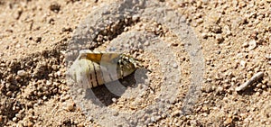 Hermit crabs decapod crustaceans of the superfamily Paguroidea.