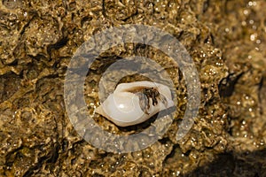 Hermit crabs decapod crustaceans of the superfamily Paguroidea.