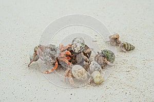 Hermit crabs feasting on food waste at the white sandy tropical beach