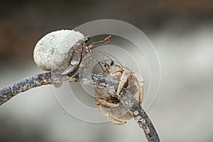 Hermit crabs fighting on dry branch at the white sandy tropical beach