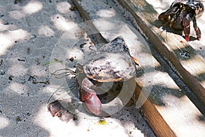 Hermit crabs go for lunch