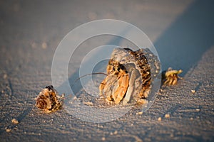 Hermit crabs photo