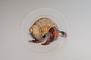 Hermit crabs isolated on white background with selective focus. Hermit crabs are decapod crustaceans of the superfamily