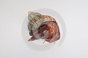 Hermit crabs isolated on white background with selective focus. Hermit crabs are decapod crustaceans of the superfamily