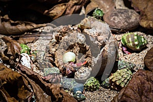 Hermit crabs (Paguroidea) crawling on rocks and dry leaves on a sunny day