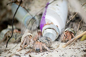 Hermit crabs surviving at the beach polluted with plastic bottles and garbage at the tropical island