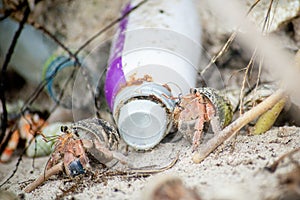 Hermit crabs surviving at the polluted beach with plastic bottles and garbage at the tropical island