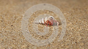 Hermit or diogenes crab in a beautiful gastropod shell