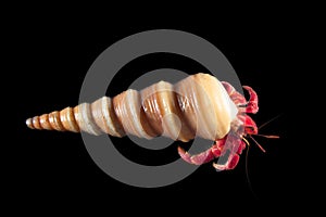 Hermit or diogenes crab in black background