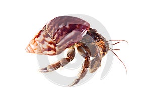 Hermit or diogenes crab in white background
