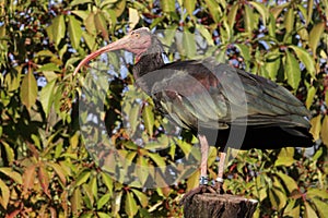 Hermit ibis