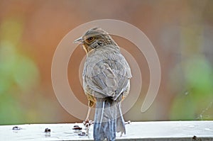 A Hermit Thrush