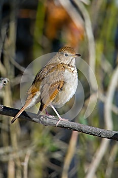 Hermit Thrush