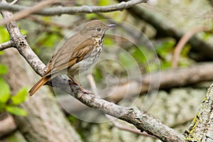 Hermit Thrush