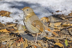 Hermit Thrush