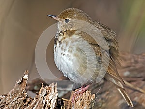 Hermit Thrush