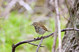 Hermit Thrush  812479