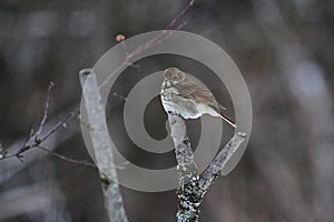 Hermit Thrush Ballancing on Top of Branch III- Catharus guttatus