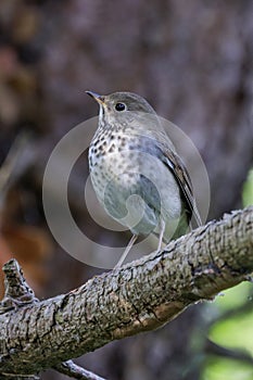 Hermit Thrush bird