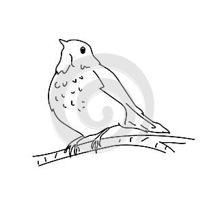 Hermit thrush bird illustration vector