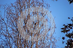 Hermit thrush bird perched on tree with autumn colors.