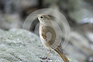 Hermit thrush: Catharus guttatus