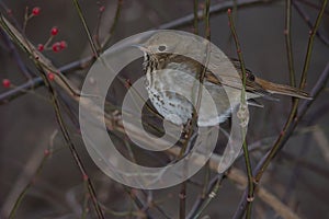 Hermit Thrush - Catharus guttatus