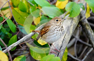 Hermit Thrush Catharus guttatus in Autumn