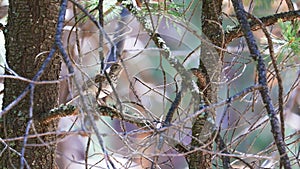 Hermit thrush in the wood, Arizona photo