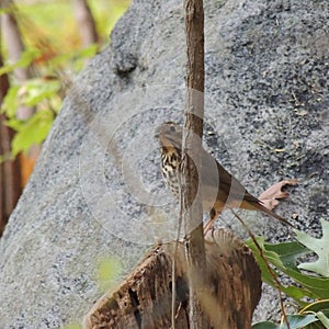 Hermit thrush