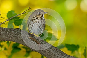 Hermit Thrush - Catharus guttatus