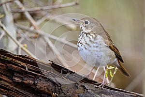 Hermit Thrush Perched On Decaying Log photo
