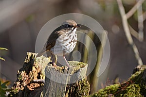 Hermit Thrush bird in forest