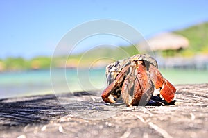 Hermitcrab at Roatan