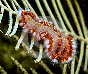 Hermodice carunculata, the bearded fireworm