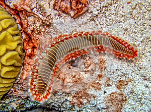 Hermodice carunculata, the bearded fireworm