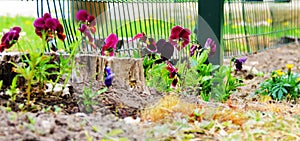 Purple flowers in garden photo