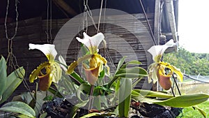 3 Orquideas