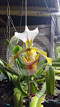 Orquidea photo