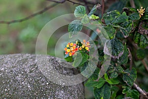 Hermosas flores de colores calidos