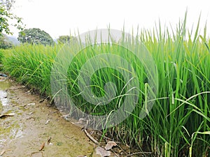 Hermosas plantas de arroz fuertes