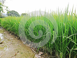 Hermosas plantas de arroz fuertes photo