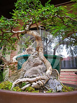 Hermoso Bonsai photo